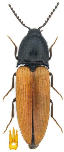 Réf. 342 388 : Ampedus aurilegulus